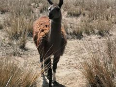 -新疆天山野生动物园