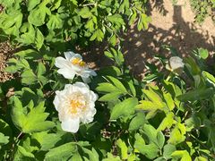 -洛阳市隋唐城遗址植物园