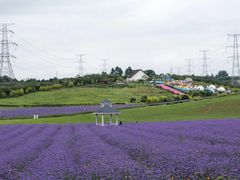 -紫颐香薰山谷景区