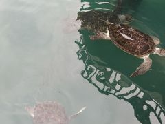 -广东惠东海龟国家级自然保护区