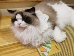 -滚猫咖啡·猫咖·猫友好撸猫(未来城店)