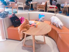 -藏猫猫咖啡主题馆(中央大道店)