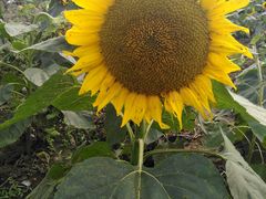 -中国天府农业博览园