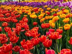 -洛阳郁金香牡丹园