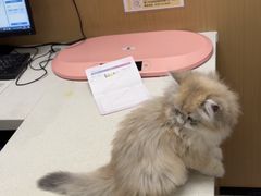 -瑞派康怡24h宠物医院·犬猫医疗中心·微创绝育(瑞景分院)