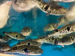 -天正河鲀·河豚亭(大连店)