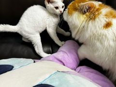 -唐小姐の猫狗洗护·购宠旗舰店(周浦万达店)