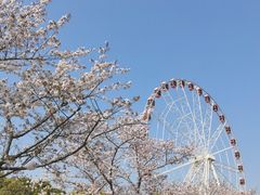-顾村公园