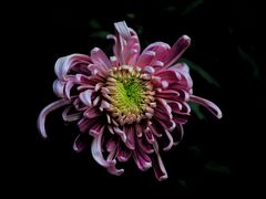 -重庆市江北嘴中央商务区中央公园