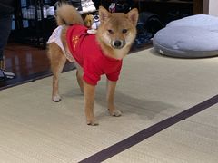 -逗柴咖啡屋·狗咖猫咖宠物桌游