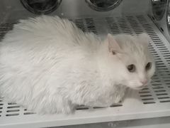 -1013 PET SHOP 宠物商店(近铁城市广场店)