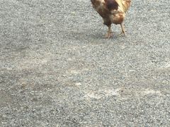 -热田神宫