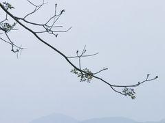 -天适樱花悠乐园