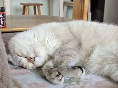 -纳吉亚猫专科动物诊疗中心(蒋宅口分院)