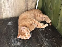 -巧云大馄饨(南阴阳营总店)