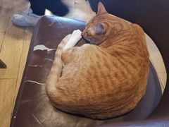 -Cappucimeow猫咪咖啡馆(韦伯时代店)