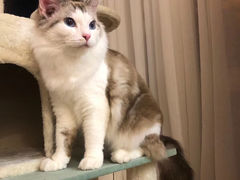 -Sweet cat·星愿猫咖(国贸大厦店)