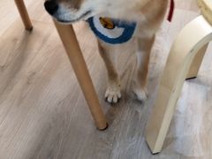 -柴迷FANS CLUB·柴犬狗咖·猫咖