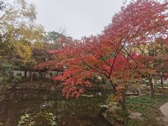 -秋霞圃