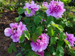 -泗洪洪泽湖湿地景区