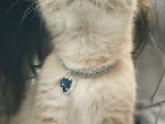 -袖虎·猫馆(体育西路店)