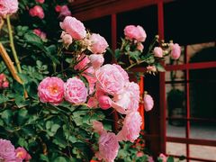 -北京张裕爱斐堡酒庄