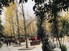 -神仙树公园