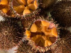 -海胆小馆(东北水饺·春柳店)