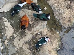 -南靖田螺坑土楼群景区