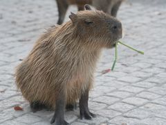 -上海野生动物园
