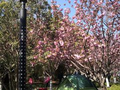 -高东镇樱花园