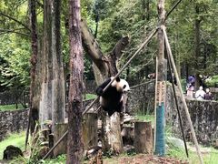 -都江堰中华大熊猫苑