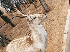 -秦皇岛野生动物园