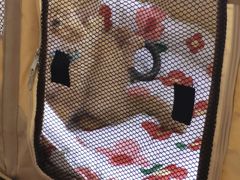 -pd派德宠物中心医院24H急重症·眼科中心·血液透析中心(嵩山北路店)