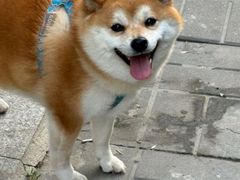 -宠福鑫动物医院(城北分院)