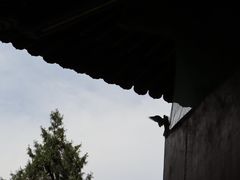 -宝通禅寺