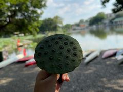 -荔湾湖公园
