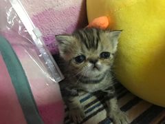 -纳吉亚猫专科动物医院博雅分院