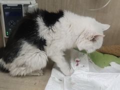 -北京观赏动物医院·24小时大型综合·猫专科·异宠专科