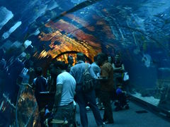 -迪拜水族馆及水下动物园