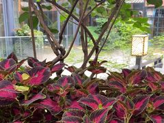 -大妙火锅·非物质文化遗产(东湖公园店)