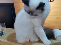 -猫十亿·布偶金渐层·曼基康矮脚猫舍(青年路店)