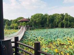 -荷塘月色湿地公园·向阳花洲