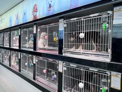 -翊宠yipet猫狗购宠庄园犬舍•猫舍