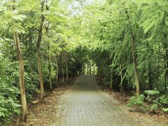 -上海海湾国家森林公园