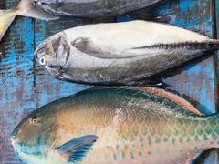 -尼甘布海鲜市场