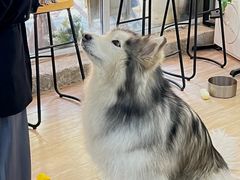 -李小姐の猫咖啡馆(五角场店)