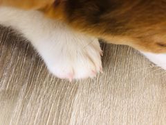 -浣熊柯尔鸭土拨鼠·电玩咖