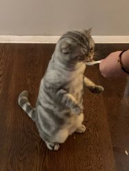 点击看大图 -AC TATTOO 纹身