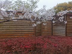 -高东镇樱花园